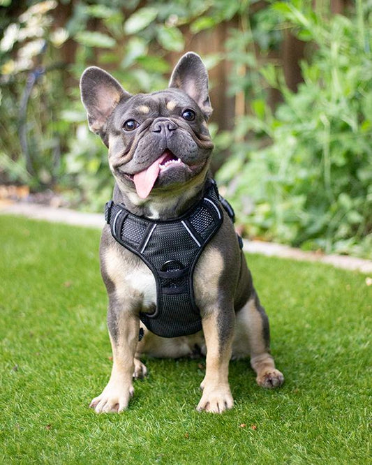 Rosewood Reflective Dog Harness