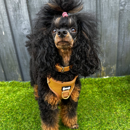 Alfresco Pup faux leather dog harness - camel colour adjustable dog harness