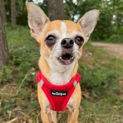 Tiny Trails Step In Air Mesh Puppy and Small Dog Harness Red