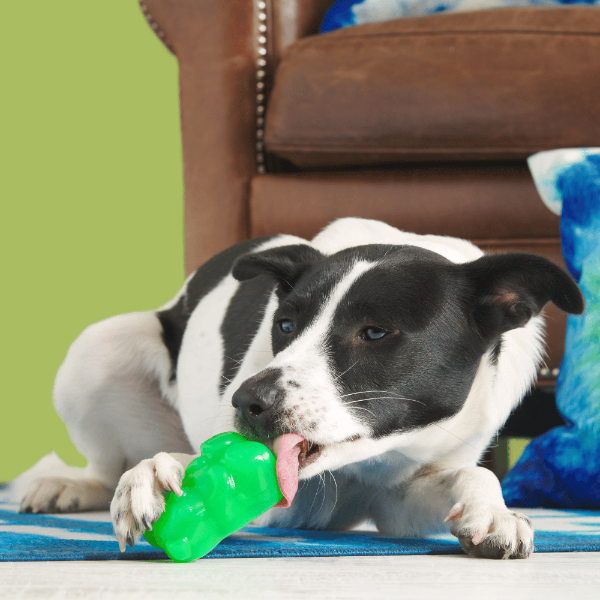 Bark Munchie The Bear Dog Toy