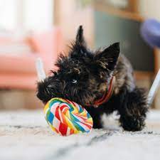 P.L.A.Y. Snack Attack Lollipup Plush Dog Toy