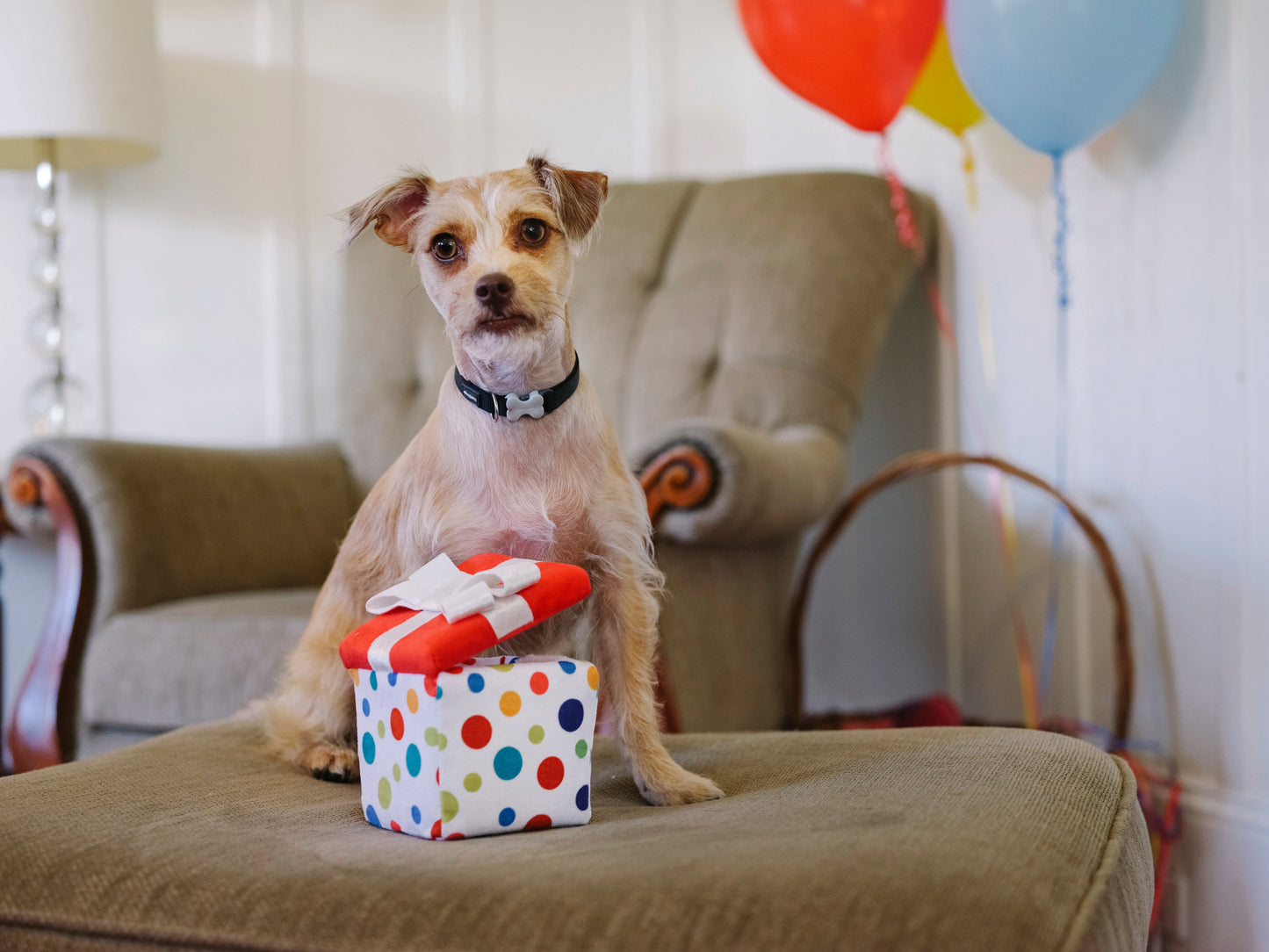 Dog sitting on a couch with a colorful gift box and balloons in the background