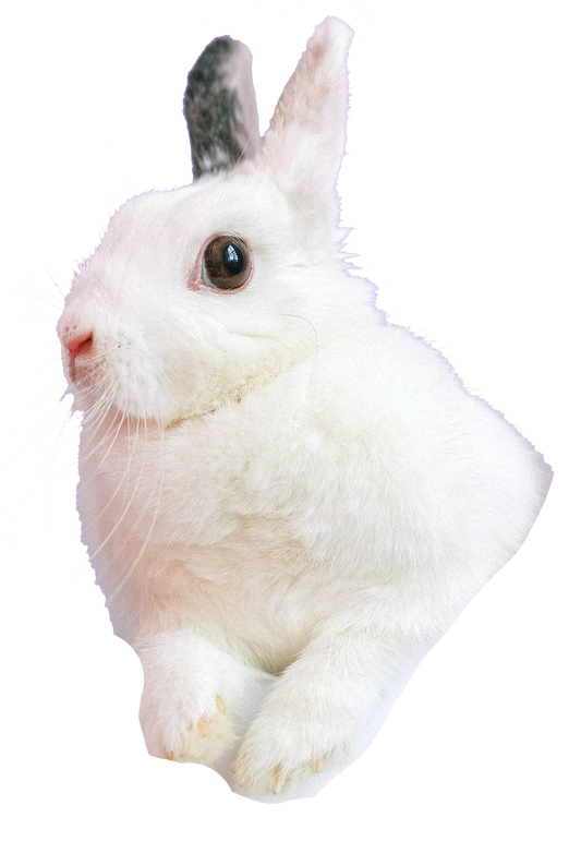 Twitch Rabbit Nuggets
