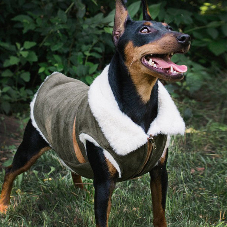 dog wearing a green coat