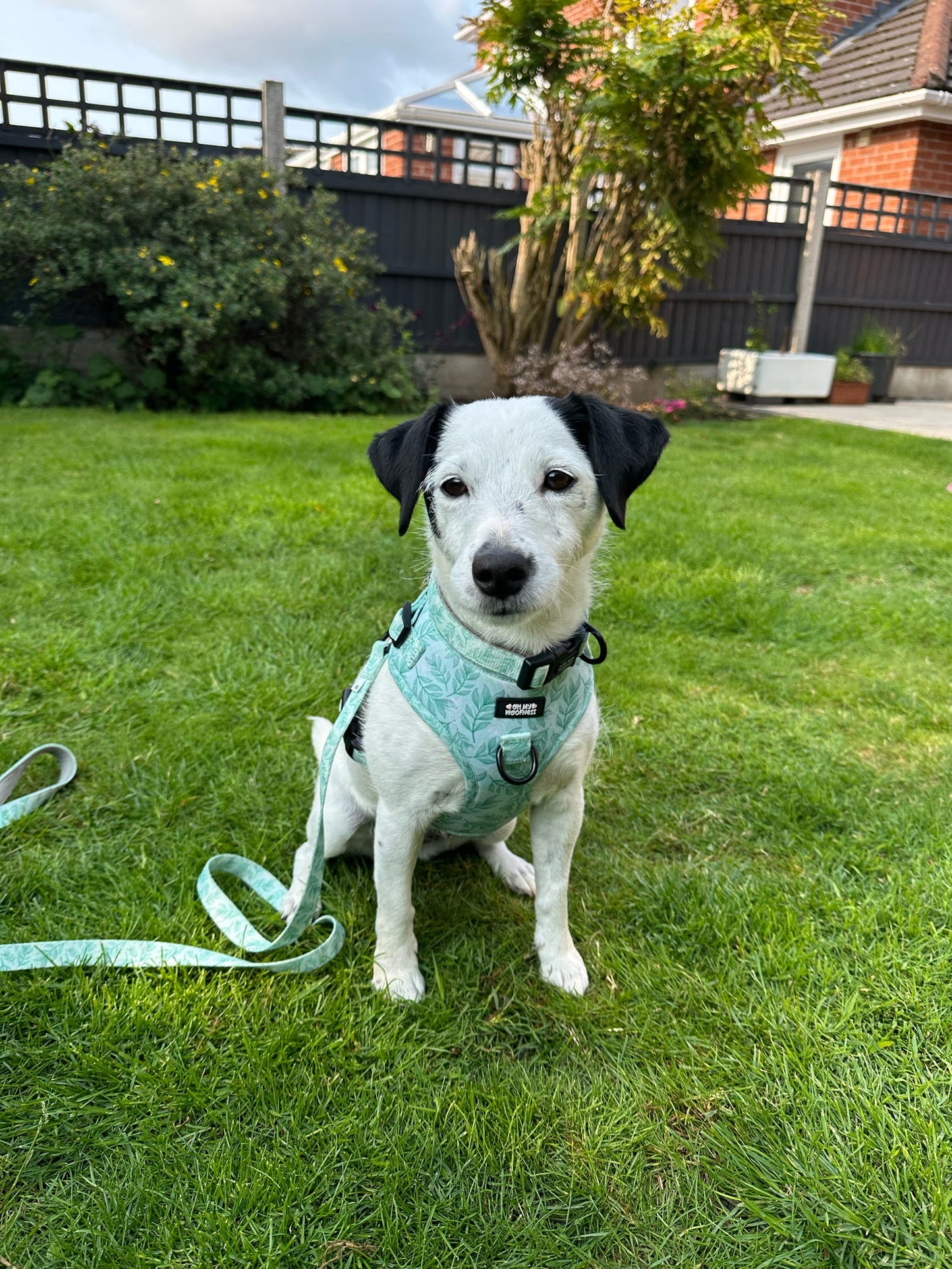 Willow Wanders Harness