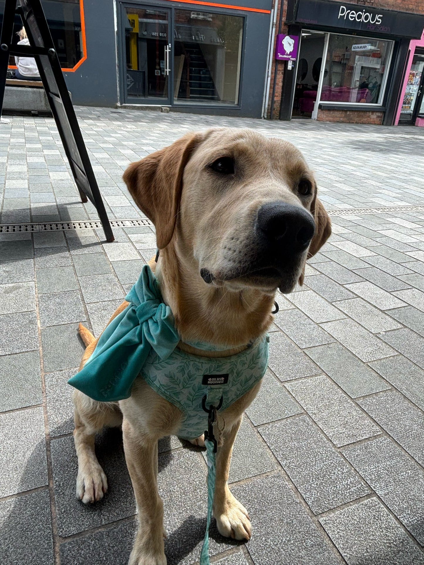 Willow Wanders Harness