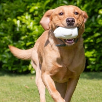 Ancol Ice Paws Olwen Ice Bear – Freezable Cooling Dog Toy