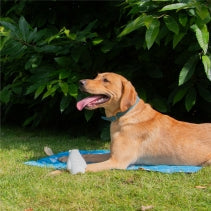 Ancol Ice Paws Olwen Ice Bear – Freezable Cooling Dog Toy