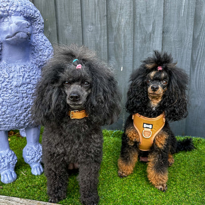 Alfresco Pup vegan leather dog collar - camel colour buckle dog collar