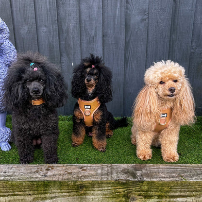 Alfresco Pup vegan leather dog collar - camel colour buckle dog collar