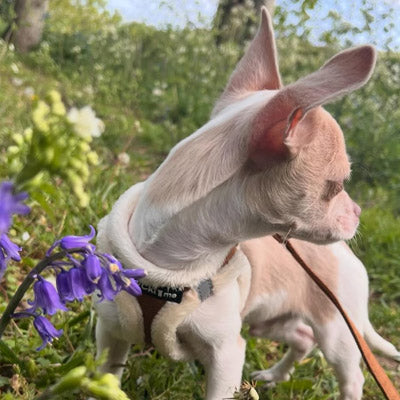Tiny Trails Step In Soft Touch Suede Effect Faux Fur Lined Puppy and Small Dog Harness Mocha