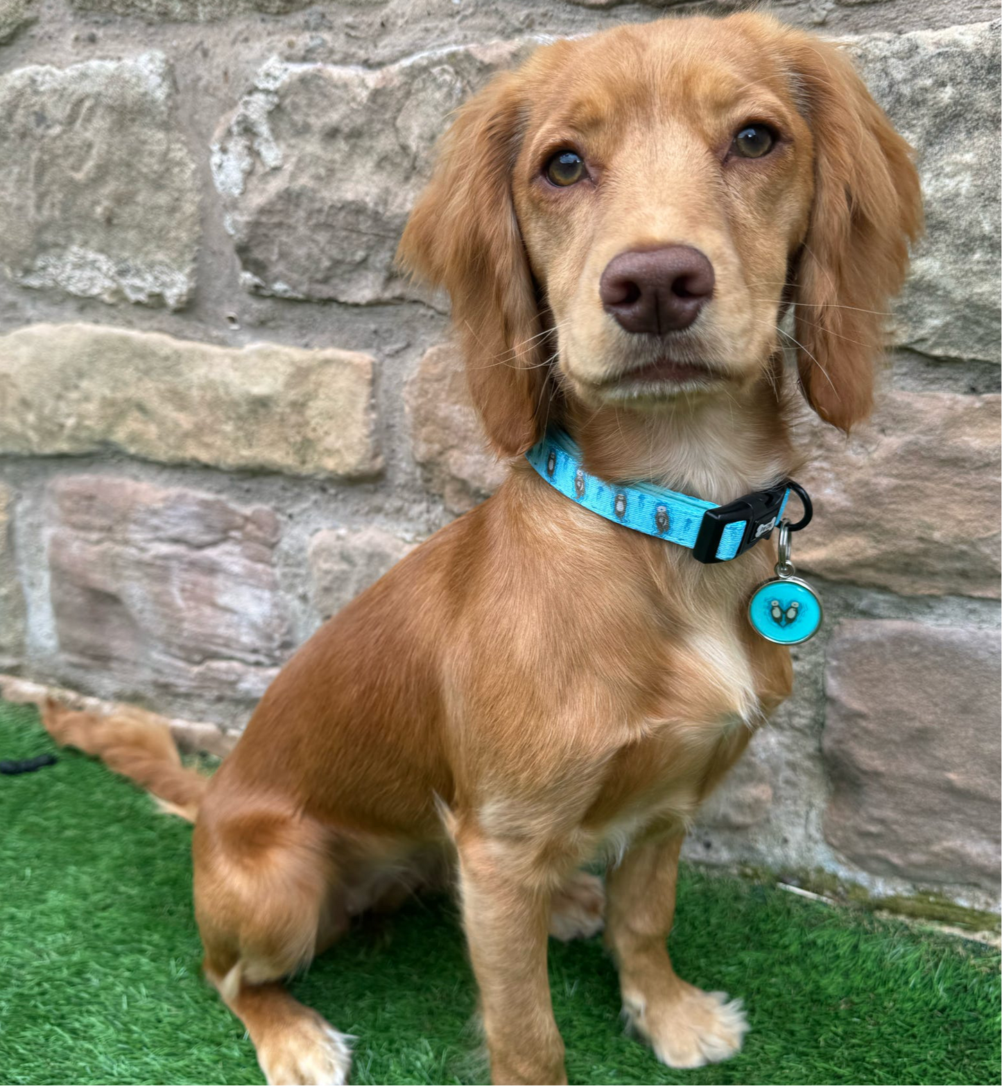 Otterly Lovely Dog Collar 🦦💙