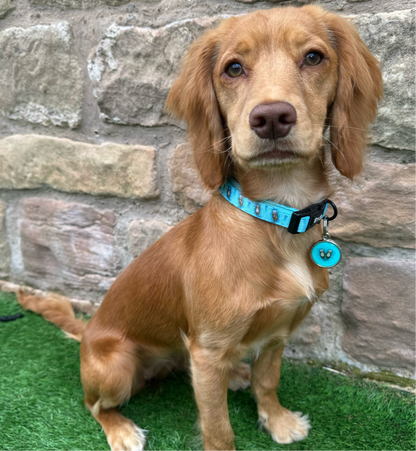 Otterly Lovely Dog Collar 🦦💙