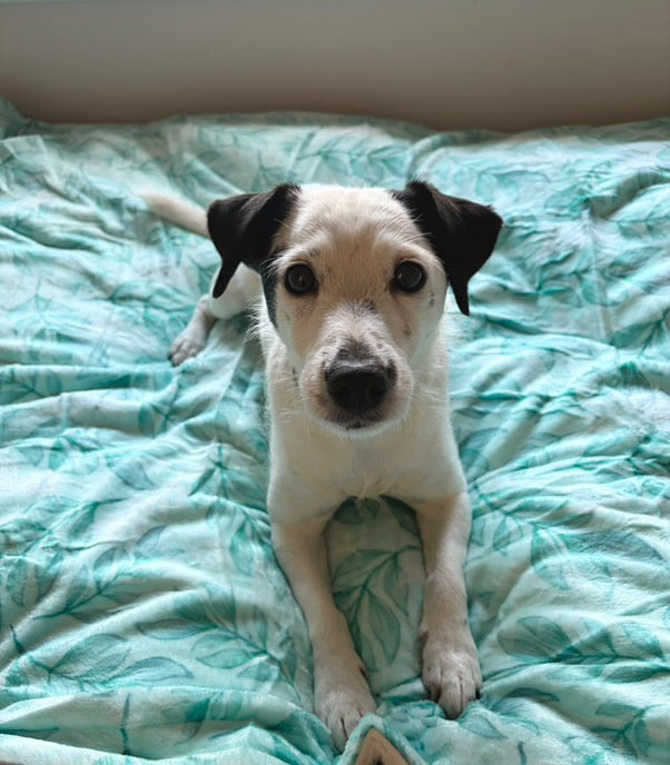 Willow Wanders Blanket