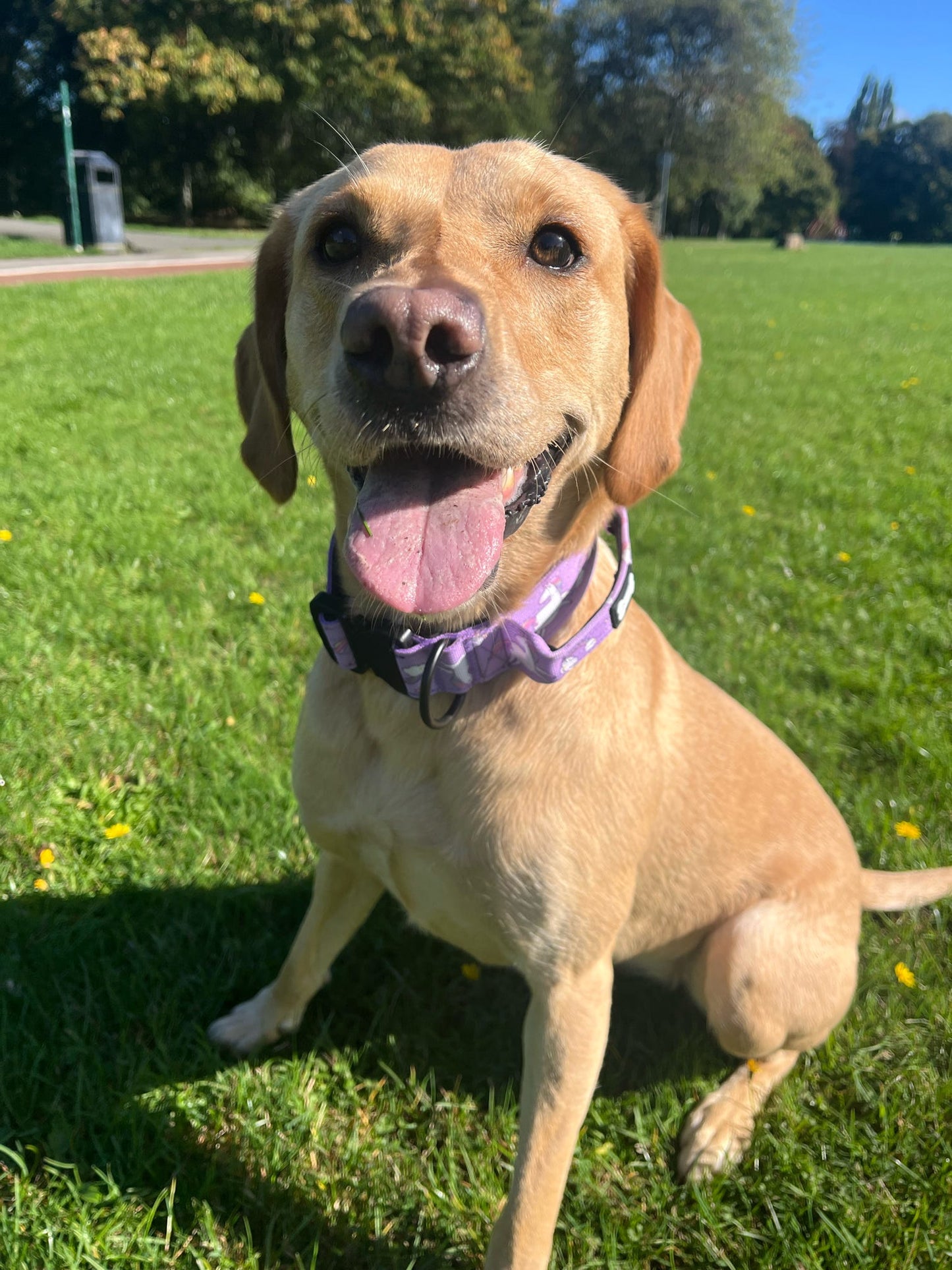 Daydreams and Unicorns Tactical Dog Collar (M–XL) – Heavy-Duty Strength Meets Bold Style