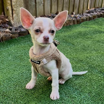 Tiny Trails Step In Soft Touch Suede Effect Faux Fur Lined Puppy and Small Dog Harness Caramel
