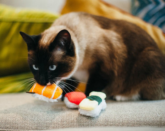 Siamese cat playing with a toy resembling sushi on a couch
