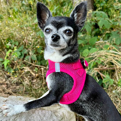 Tiny Trails Step In Air Mesh Puppy and Small Dog Harness Hot Pink