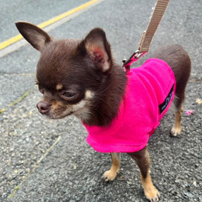 Tiny Toastie Water Repellent Fleece Dog Coat by My Chi and Me Hot Pink