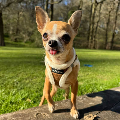 Tiny Trails Step In Soft Touch Suede Effect Faux Fur Lined Puppy and Small Dog Harness Mocha