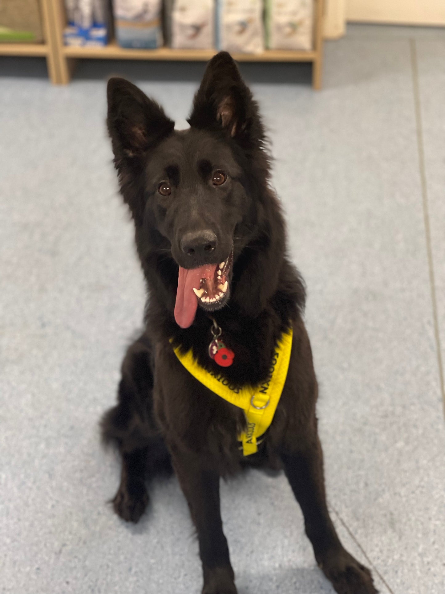 Yellow Padded Harness