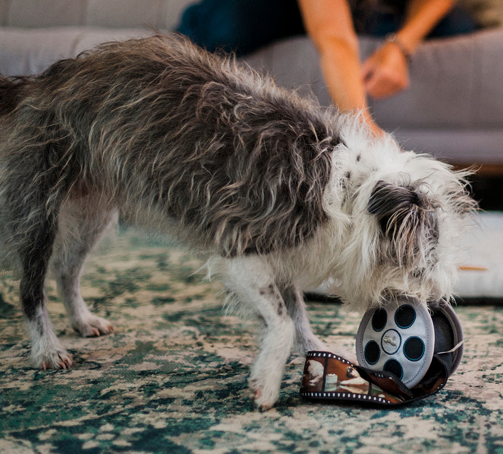 Dog playing with a toy on a patterned carpet