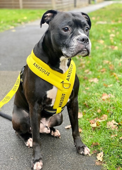 Yellow Padded Harness