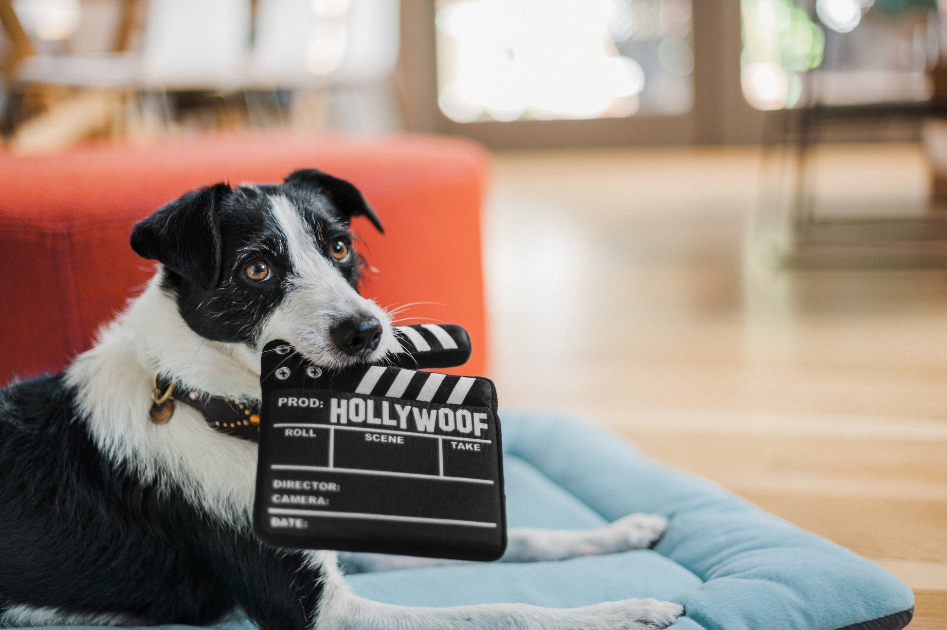 Dog lying on a blue pet bed holding a clapperboard with 'Hollywood' written on it.