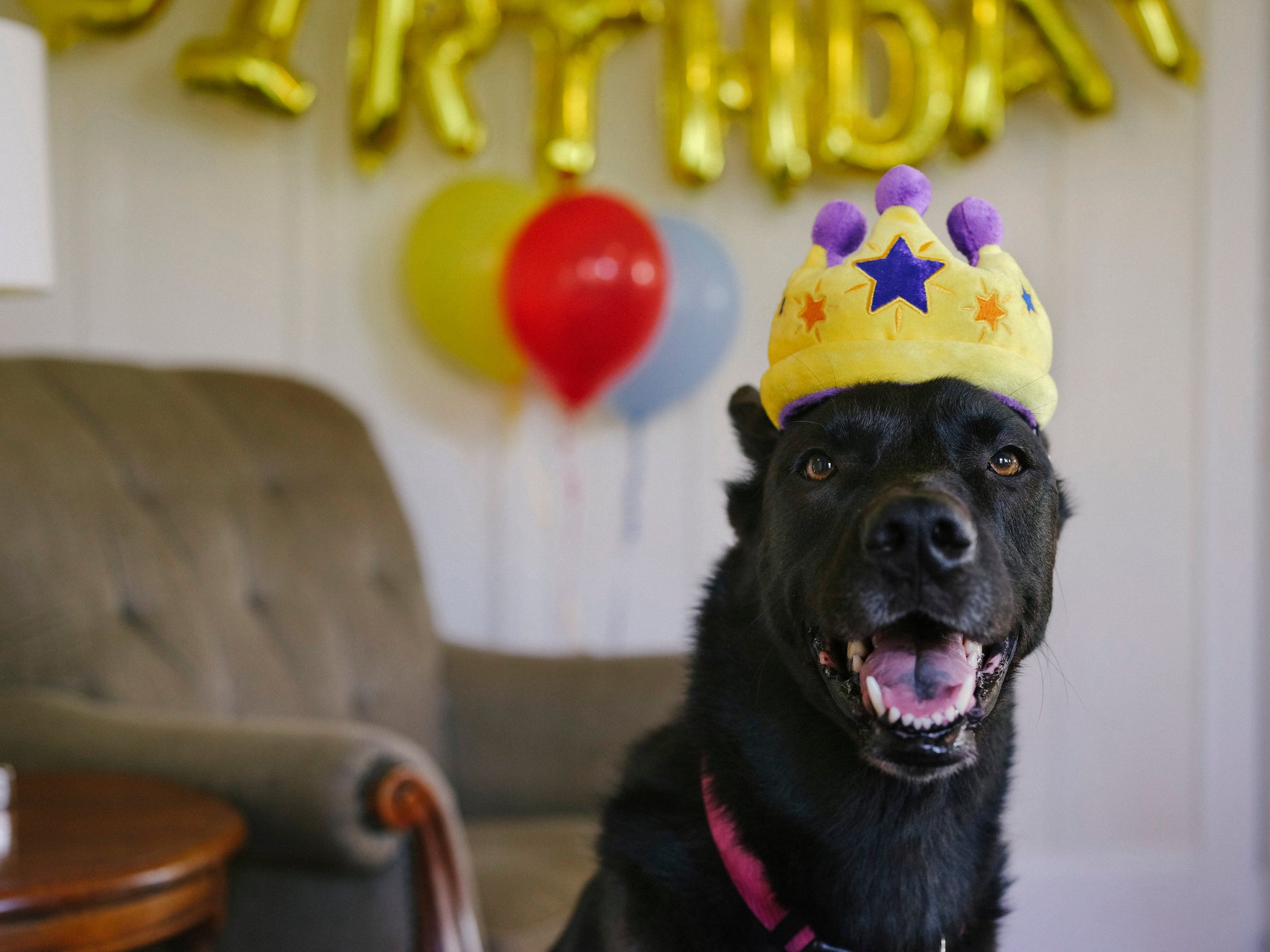 Black dog wearing a birthday crown with balloons and 'Happy Birthday' text in the background.