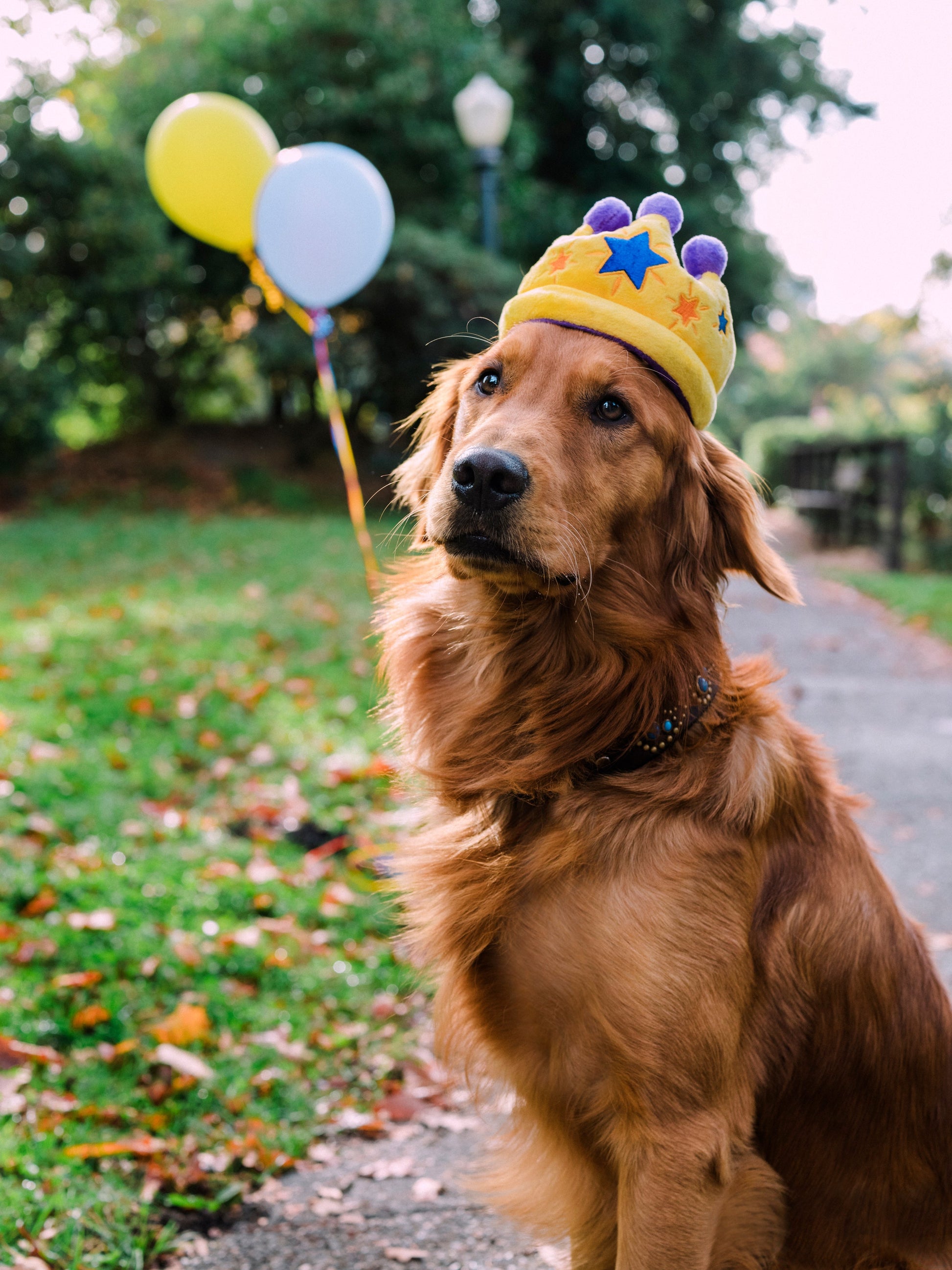 Dog wearing a yellow crown with balloons in the background